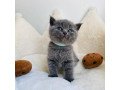 scottish-fold-kittens-for-sale-small-1