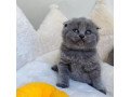 scottish-fold-kittens-for-sale-small-0