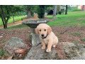 purebred-golden-retriever-puppies-for-sale-small-0