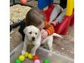 labrador-retriever-puppies-for-sale-small-0