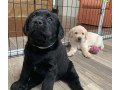 labrador-retriever-puppies-for-sale-small-1