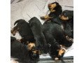 adorable-rottweiler-pupies-small-1
