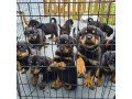 adorable-rottweiler-pupies-small-0