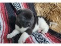amazing-akita-puppies-for-adoption-small-0