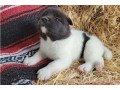 amazing-akita-puppies-for-adoption-small-2