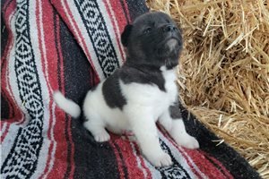 amazing-akita-puppies-for-adoption-big-1