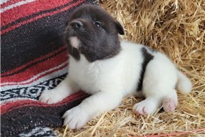 amazing-akita-puppies-for-adoption-big-2