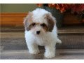 amazing-cavachon-puppies-for-sale-small-3