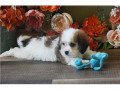 amazing-cavachon-puppies-for-sale-small-2