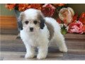 amazing-cavachon-puppies-for-sale-small-0