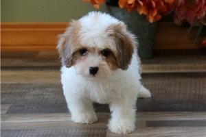 amazing-cavachon-puppies-for-sale-big-3