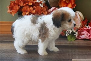 amazing-cavachon-puppies-for-sale-big-1