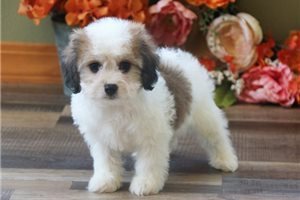 amazing-cavachon-puppies-for-sale-big-0