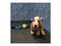 amazing-basset-hounds-puppies-for-adoption-small-2