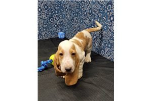 amazing-basset-hounds-puppies-for-adoption-big-1