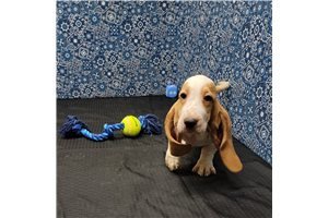 amazing-basset-hounds-puppies-for-adoption-big-2
