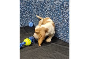 amazing-basset-hounds-puppies-for-adoption-big-0