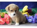corgi-puppies-for-sale-small-1