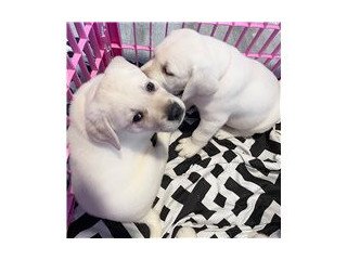 Cute labrador retriever puppies available for sale