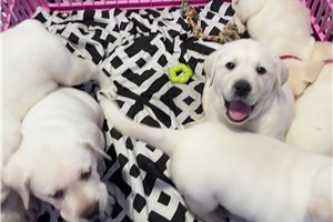 cute-labrador-retriever-puppies-available-for-sale-big-2