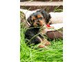 amazing-yorkie-puppies-for-adoption-small-1