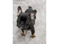 lovely-french-bulldog-puppies-available-for-a-new-home-small-0