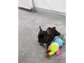 lovely-french-bulldog-puppies-available-for-a-new-home-small-1