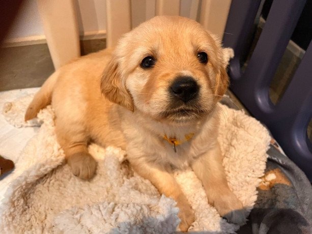 goldendoodle-puppies-for-sale-big-1
