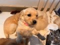 golden-retriever-puppies-for-sale-small-1
