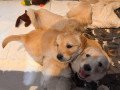golden-retriever-puppies-for-sale-small-2
