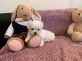 lovely-maltese-puppies-for-sale-small-1
