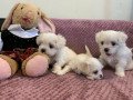 lovely-maltese-puppies-for-sale-small-0