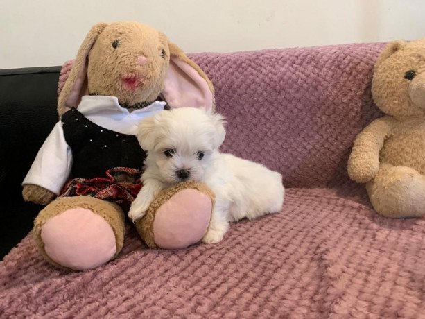 lovely-maltese-puppies-for-sale-big-1
