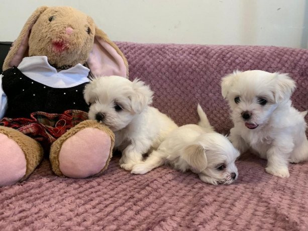 lovely-maltese-puppies-for-sale-big-0