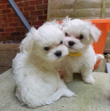 cute-maltese-puppies-for-sale-big-1