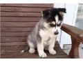 siberian-husky-puppies-available-for-sale-small-0