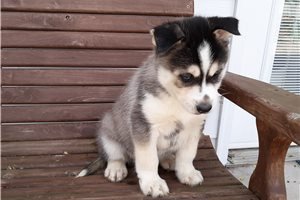 siberian-husky-puppies-available-for-sale-big-0