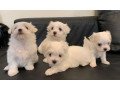 awesome-maltese-puppies-available-small-1