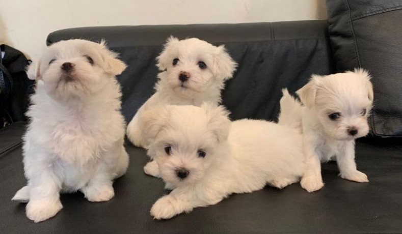 awesome-maltese-puppies-available-big-1