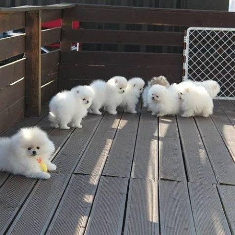 cute-pomeranian-puppies-for-sale-big-1