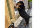 akc-registered-rottweiler-puppies-for-sale-small-0
