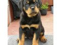 akc-registered-rottweiler-puppies-for-sale-small-1