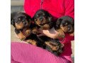 akc-registered-rottweiler-puppies-for-sale-small-2