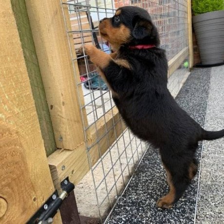 akc-registered-rottweiler-puppies-for-sale-big-0