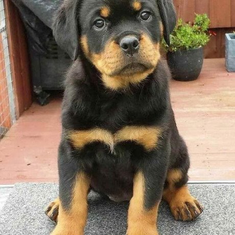 akc-registered-rottweiler-puppies-for-sale-big-1