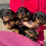 akc-registered-rottweiler-puppies-for-sale-big-2