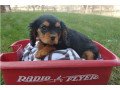 beautiful-cavalier-king-puppies-for-adoption-small-0