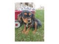 beautiful-cavalier-king-puppies-for-adoption-small-1