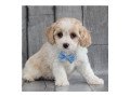 cavachon-puppies-available-foe-adoption-small-0