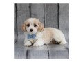 cavachon-puppies-available-foe-adoption-small-1